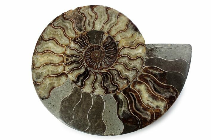 Cut & Polished Ammonite Fossil (Half) - Madagascar #362412